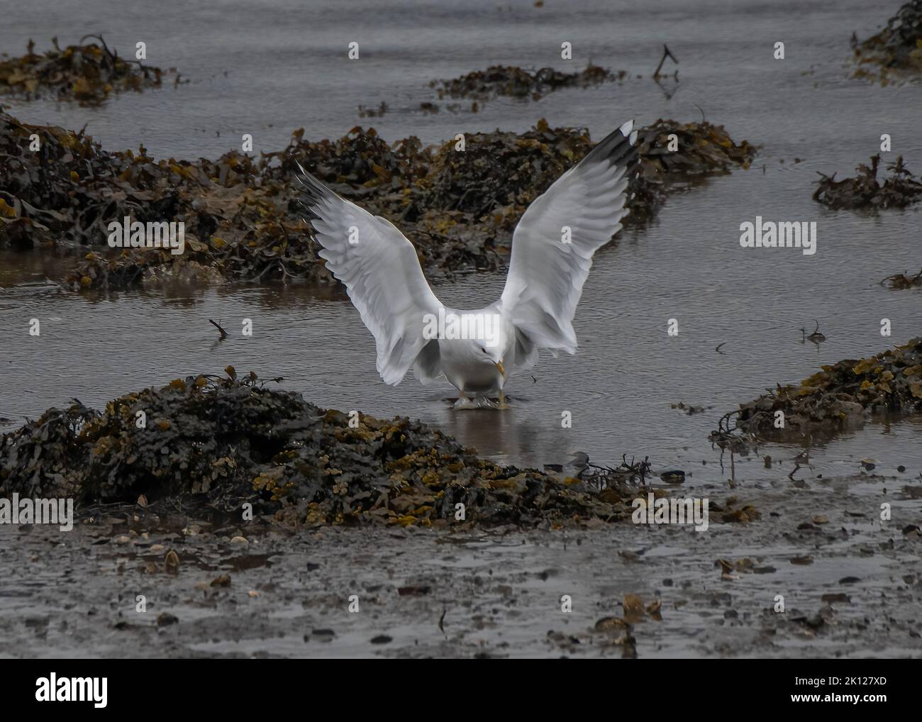 Gull common (Larus canus), landing at the edge of a loch Stock Photo