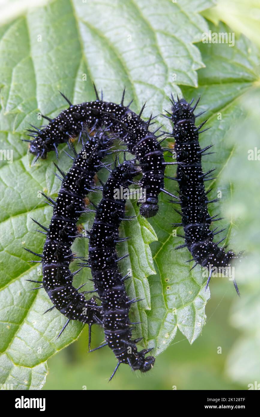 black caterpillars on a green leaf Stock Photo - Alamy