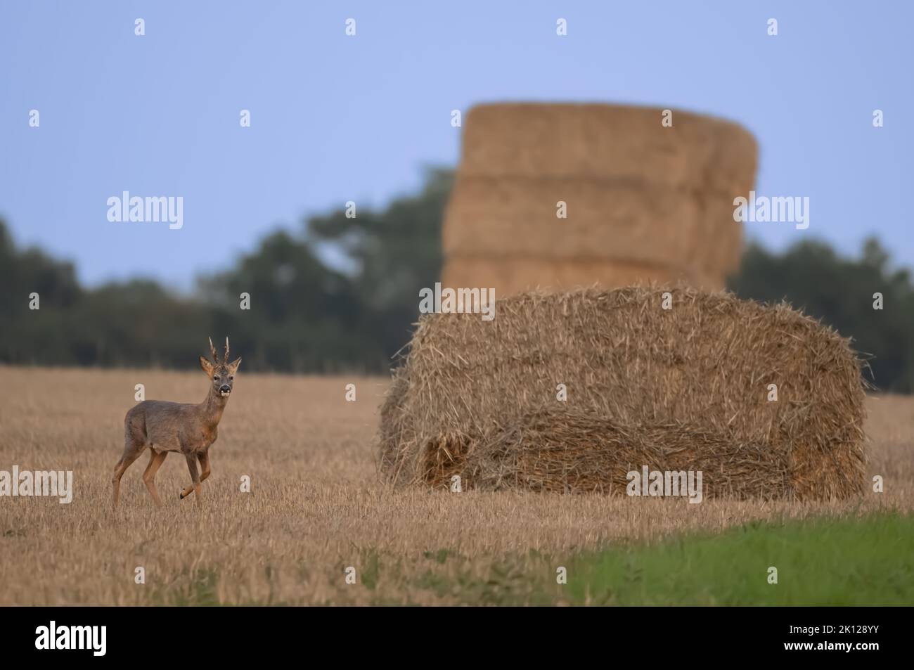 Roe Deer Stag Capreolus capreolus  foraging on a North Norfolk stubble fiels, UK Stock Photo
