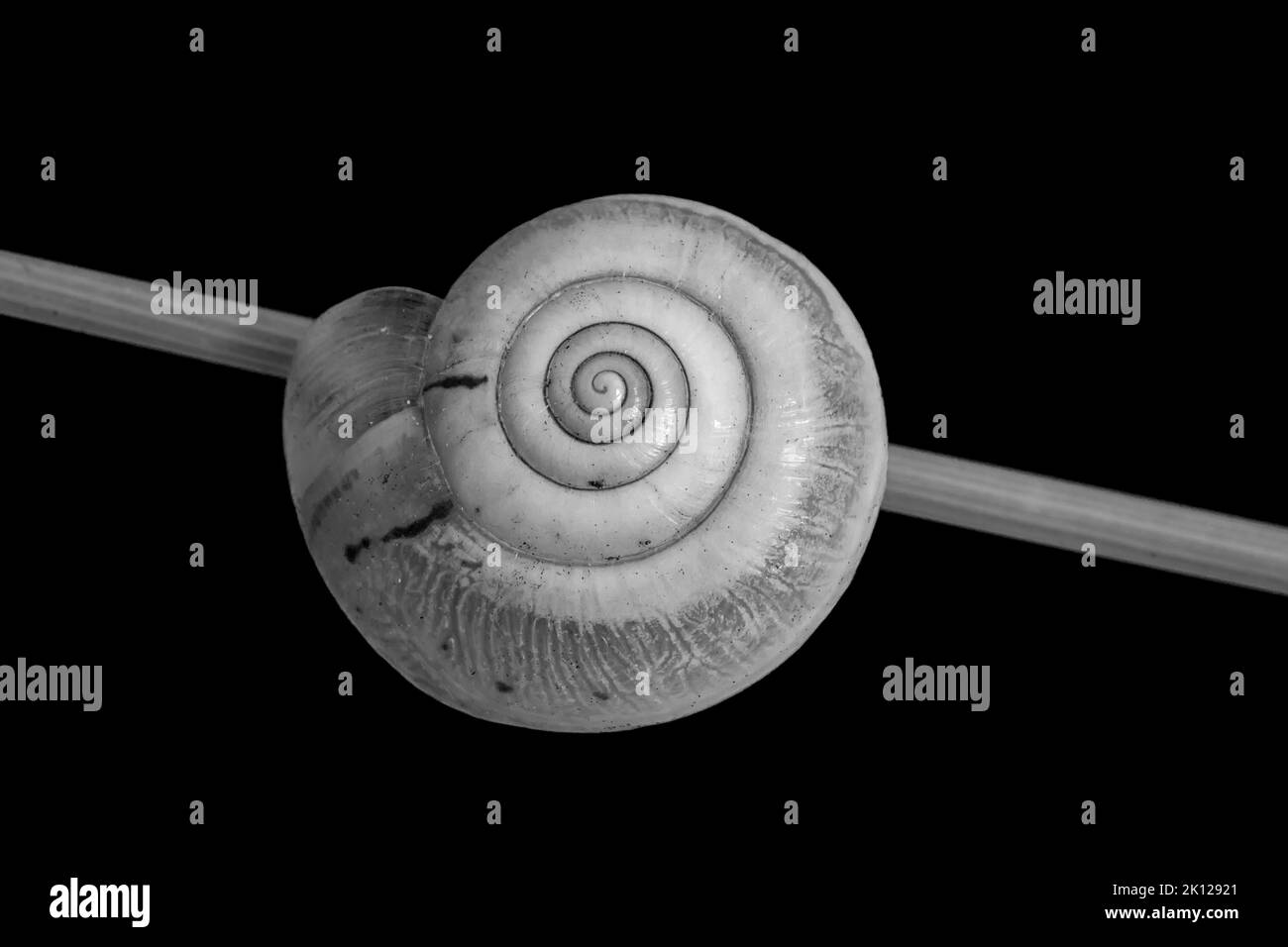 Beautiful black and white macro of snail sleeping in a shell on the stem.Black background Stock Photo