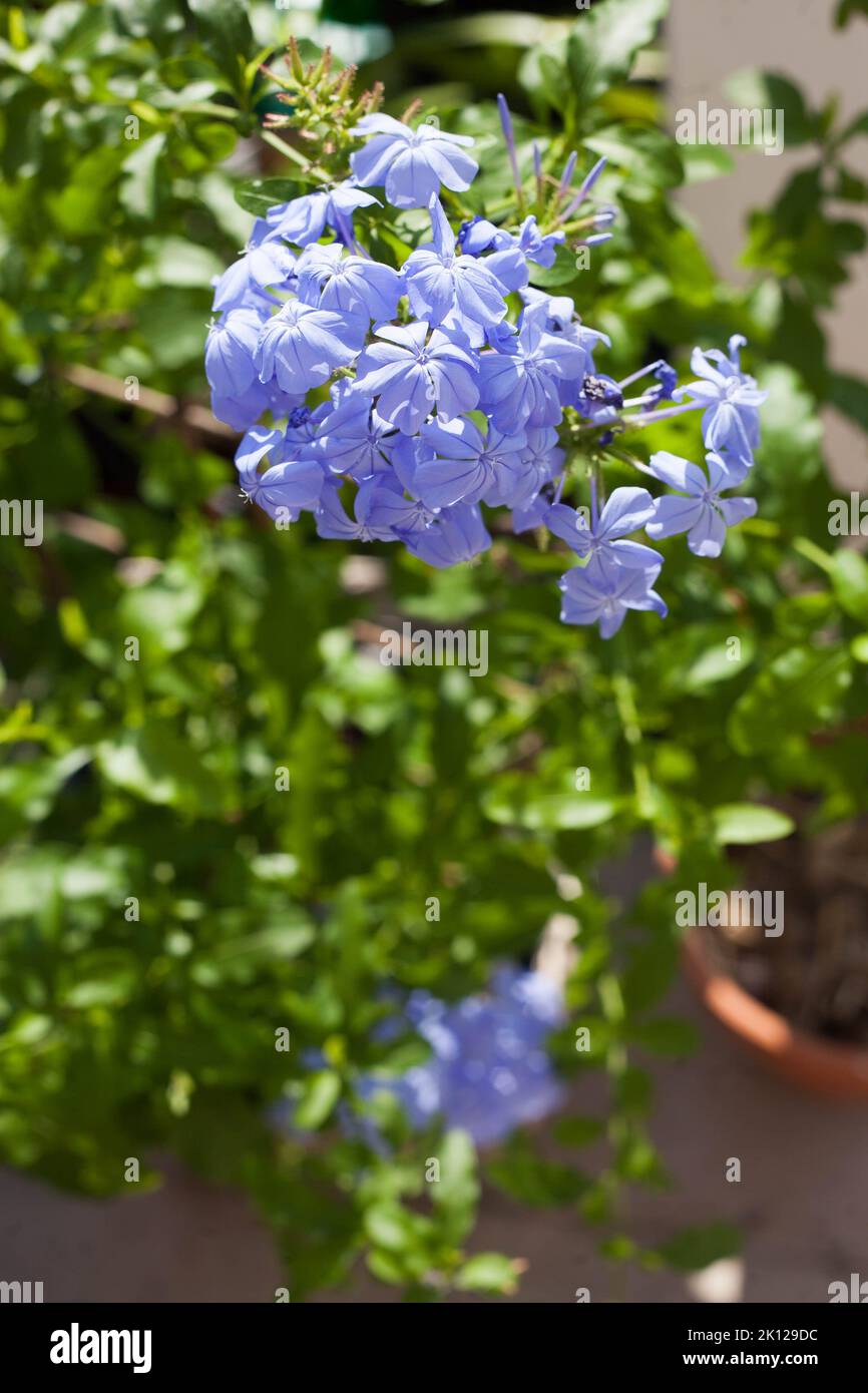 blue plumbago plant semi-woody perennial shrub that produces phlox-like blue flowers Stock Photo