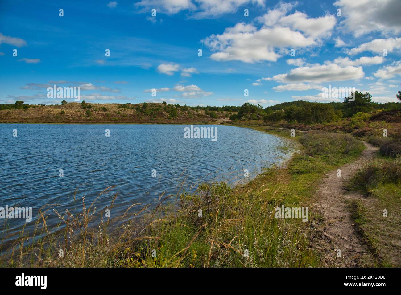 Beautiful heathland in Schoorl in the North off Netherland Stock Photo ...