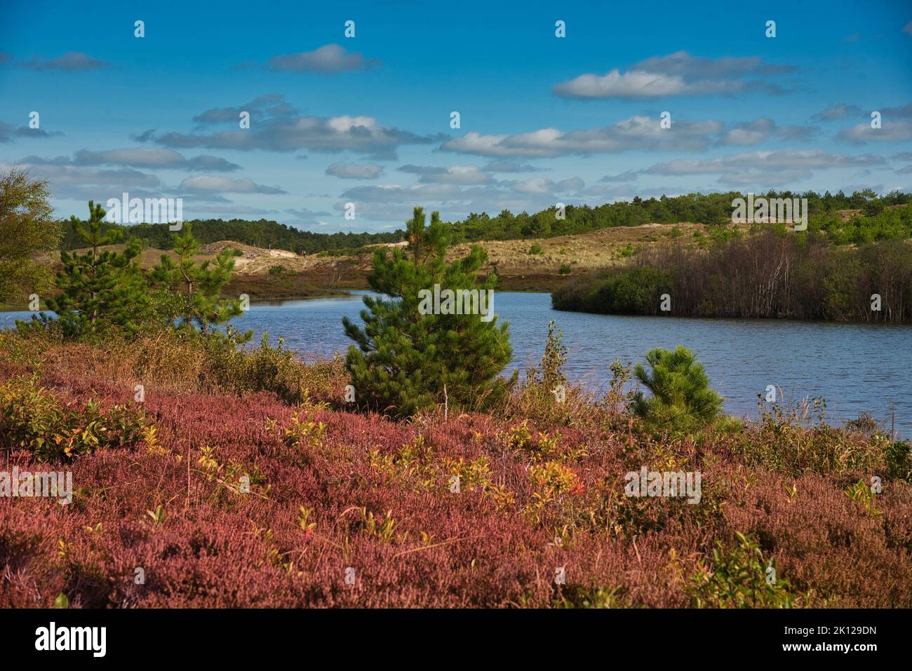Beautiful heathland in Schoorl in the North off Netherland Stock Photo ...