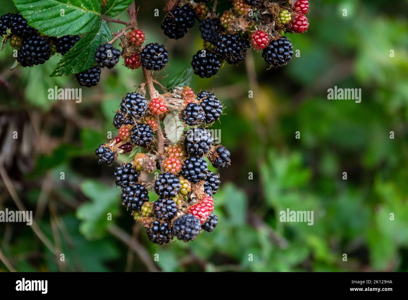 ripe, unripe, berries of blackberry Norfolk Hedgrow Stock Photo