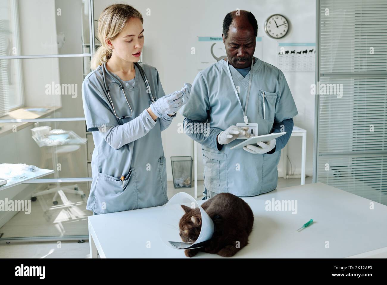 Vet workers working in team during medical exam of domestic cat at office Stock Photo Alamy