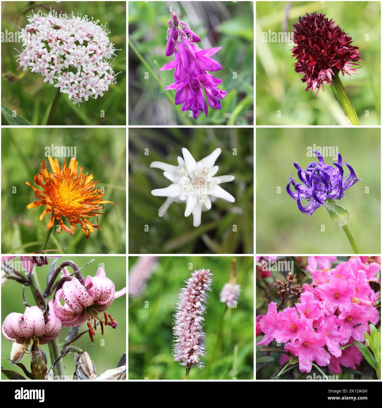 Alpine flora collage (from top left: Valeriana montana, Alpine Sweetvetch, Black Vanilla Orchid, Golden Hawksbeard, Edelweiss, round-headed rampion, T Stock Photo
