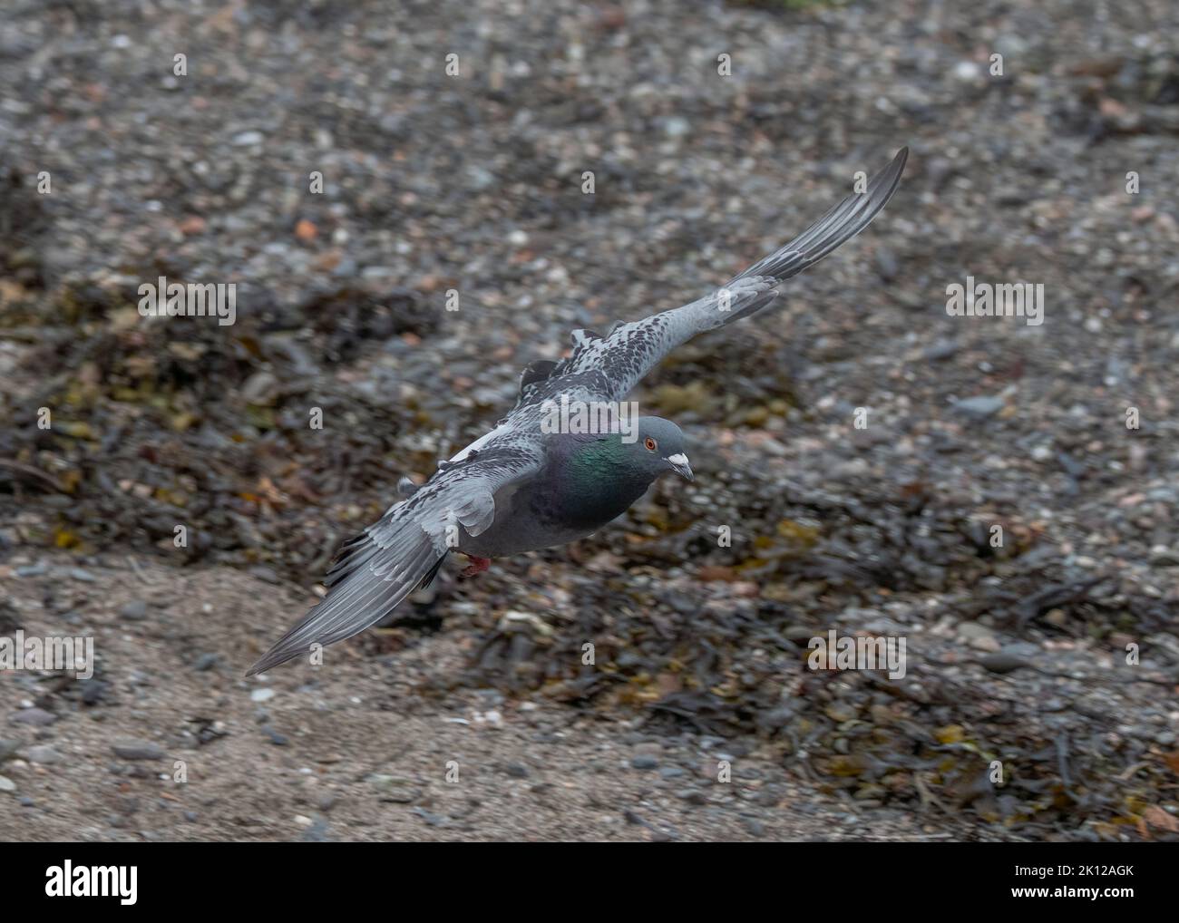 Dove rock (Columba livia), flying low across the beach, Oban harbour, Scotland Stock Photo
