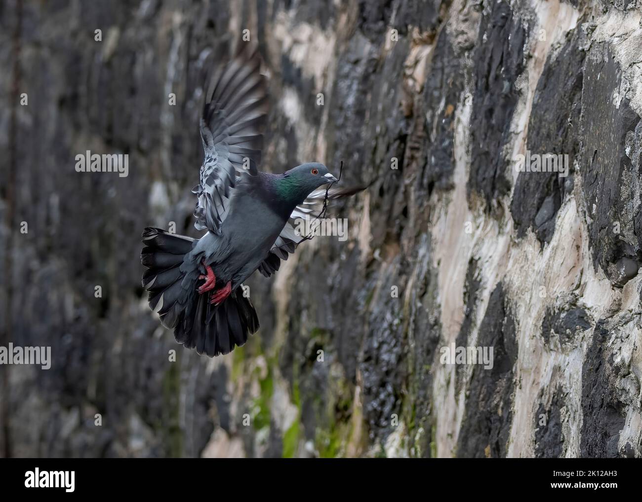 Dove rock (Columba livia), bringing nesting material in to hole in the harbour wall, Oban harbour, Scotland Stock Photo