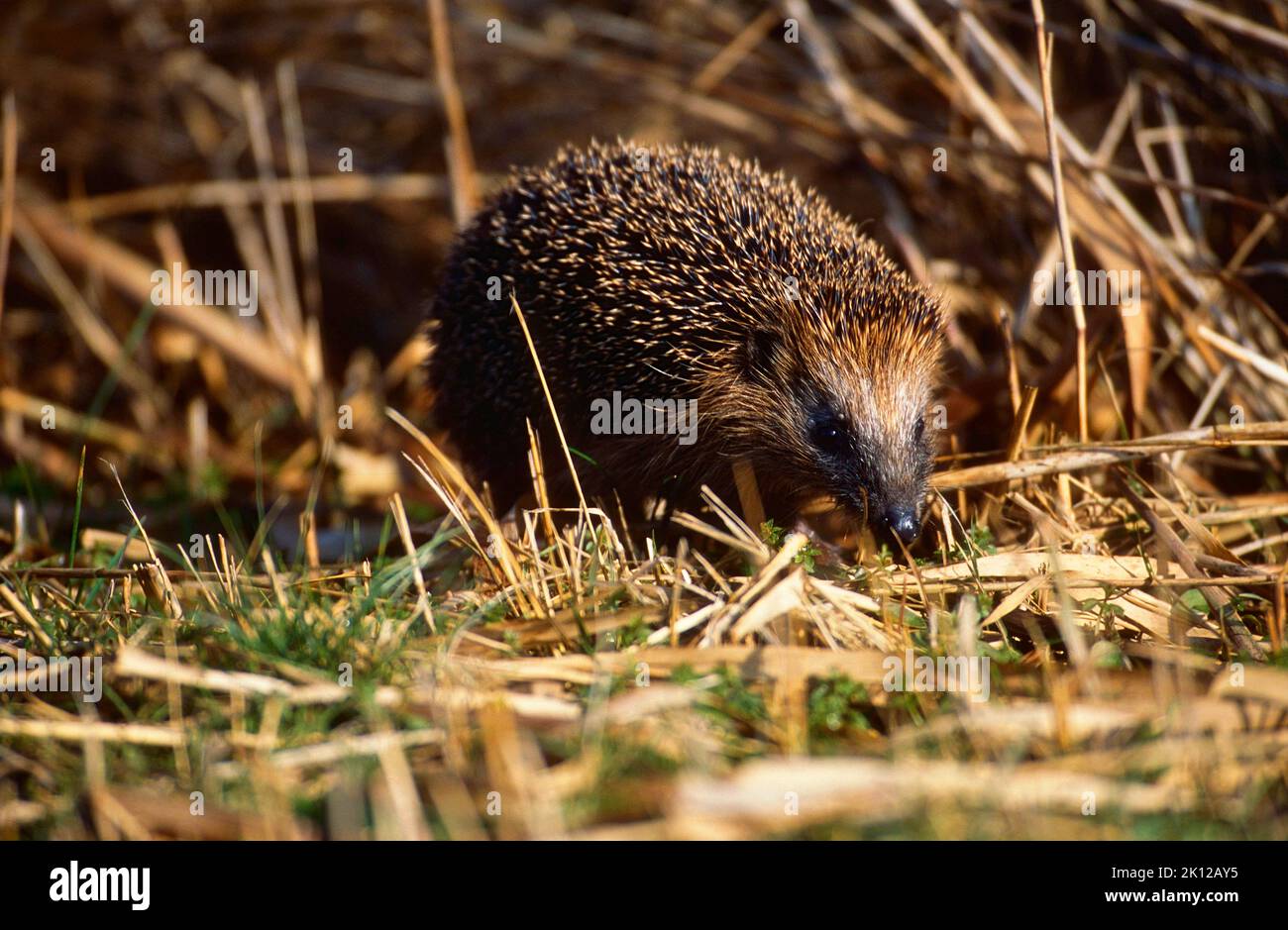 European Hedgehog, Erinaceus europaeus, Erinaceae, mammal, animal, in reed, The Netherlands Stock Photo