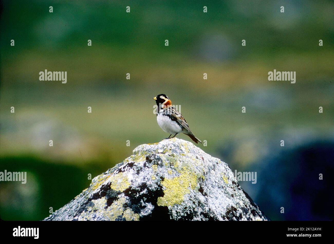 Lapland Longspur, Calcarius lapponicus, Emberizidae, male, breeding plumage, bird, animal, Norway Stock Photo