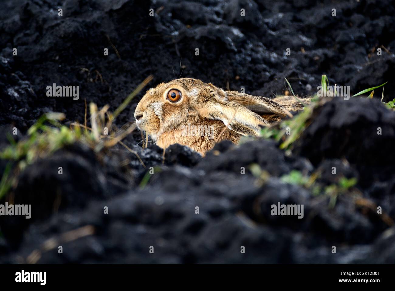 European Hare, Lepus europaeus, Leporidae, animal, mammal, in black earth, Grosses Moos, Kerzers, Canton Fribourg, Switzerland Stock Photo