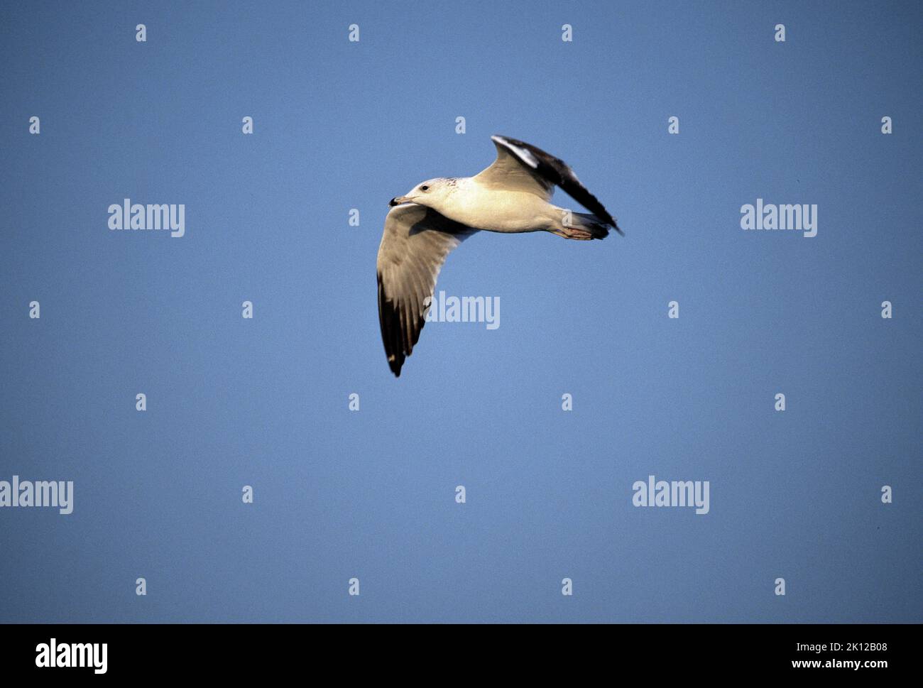 Palla's Gull, Ichthaetus ichthaetus, Laridae, sub-adult, in flight, bird, animal, wintering aera, Kuwait Stock Photo