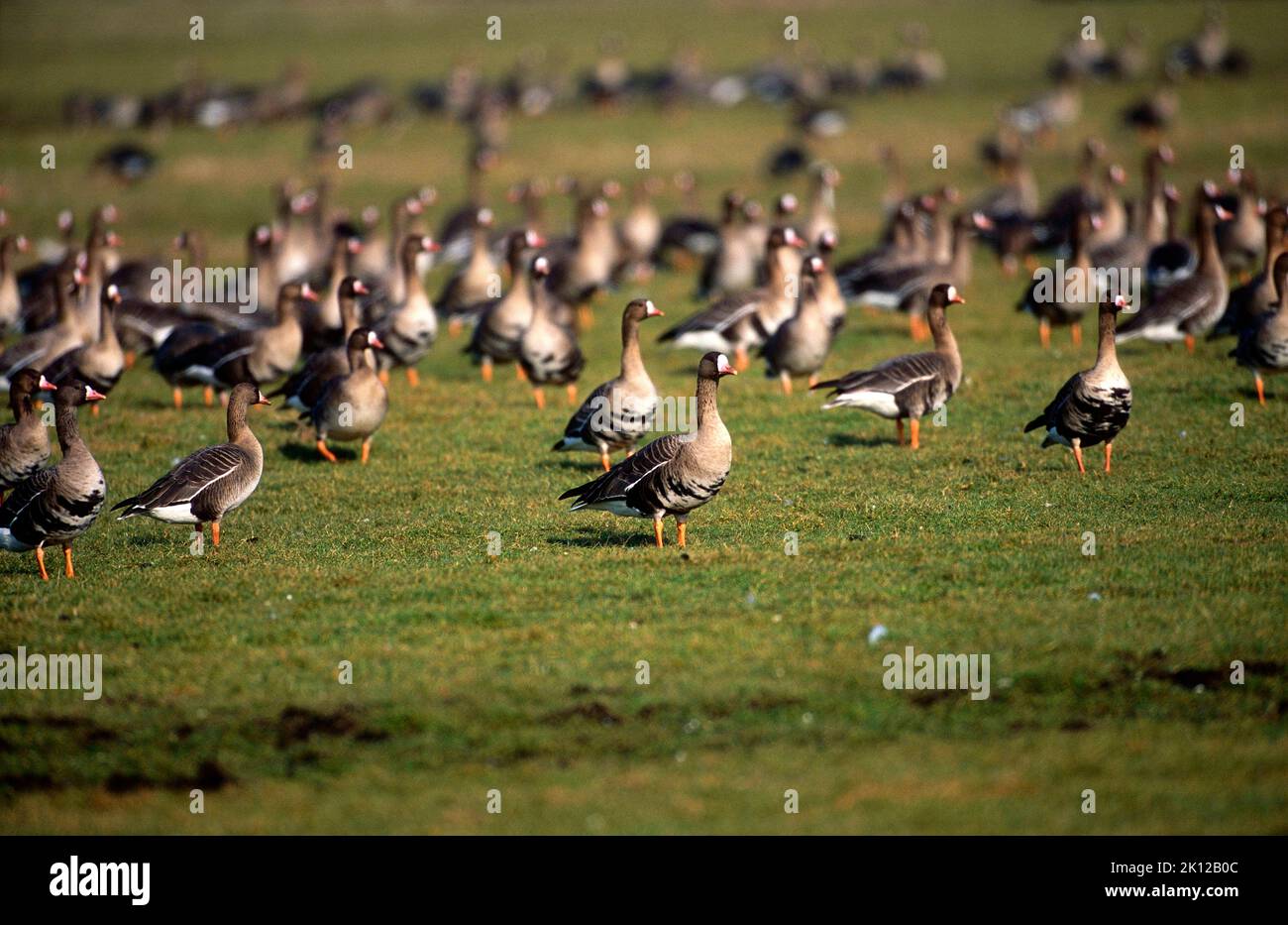 Greater White-fronted Goose, Anser albifrons, Anatidae, big flock, bird, animal, wintering area, West Frisian, The Netherlands Stock Photo