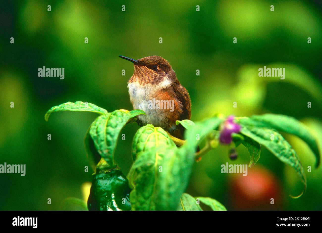 Scintillant Hummingbird, Selaphorus scintilla, Trochilidae, bird, animal, Trogon Lodge, Costa Rica Stock Photo