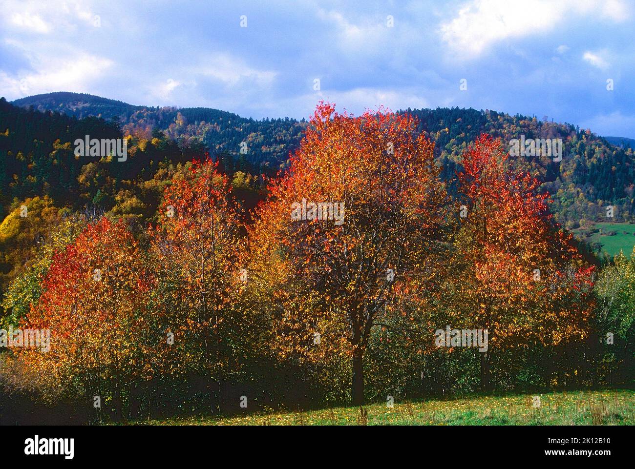 Cherry trees, autumn colours, Vosges mountains, Bas-Rhin department, Alsace, France Stock Photo