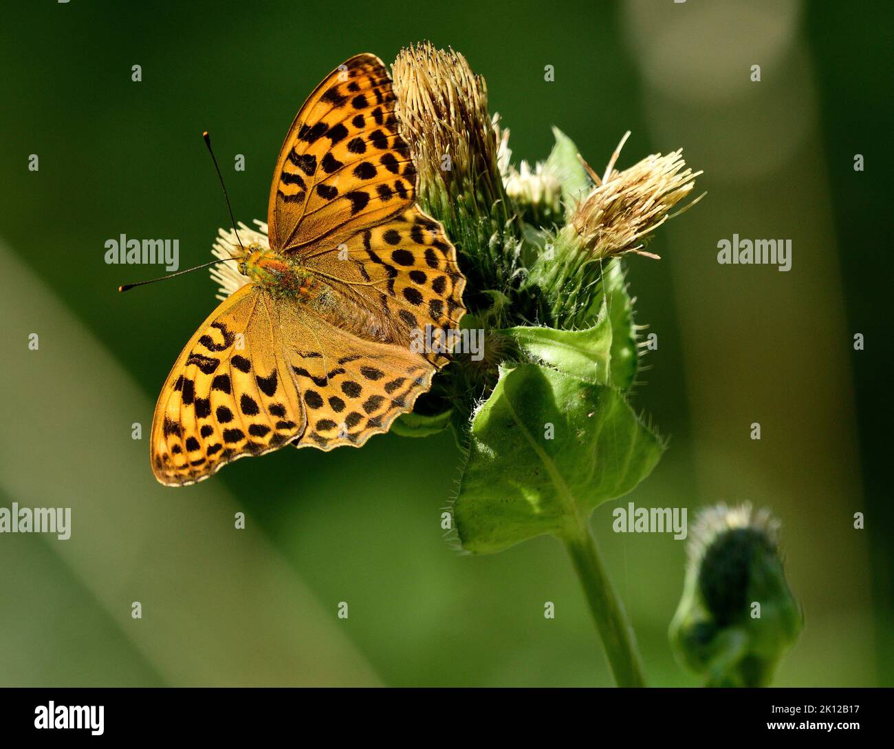 Silver-washed Fritillary, Argynnis paphia, Nymphalidae, female, insect. butterfly, animal, on Cabbage thistle, Cirsium oleradeum, Asteraceae, blossoms Stock Photo