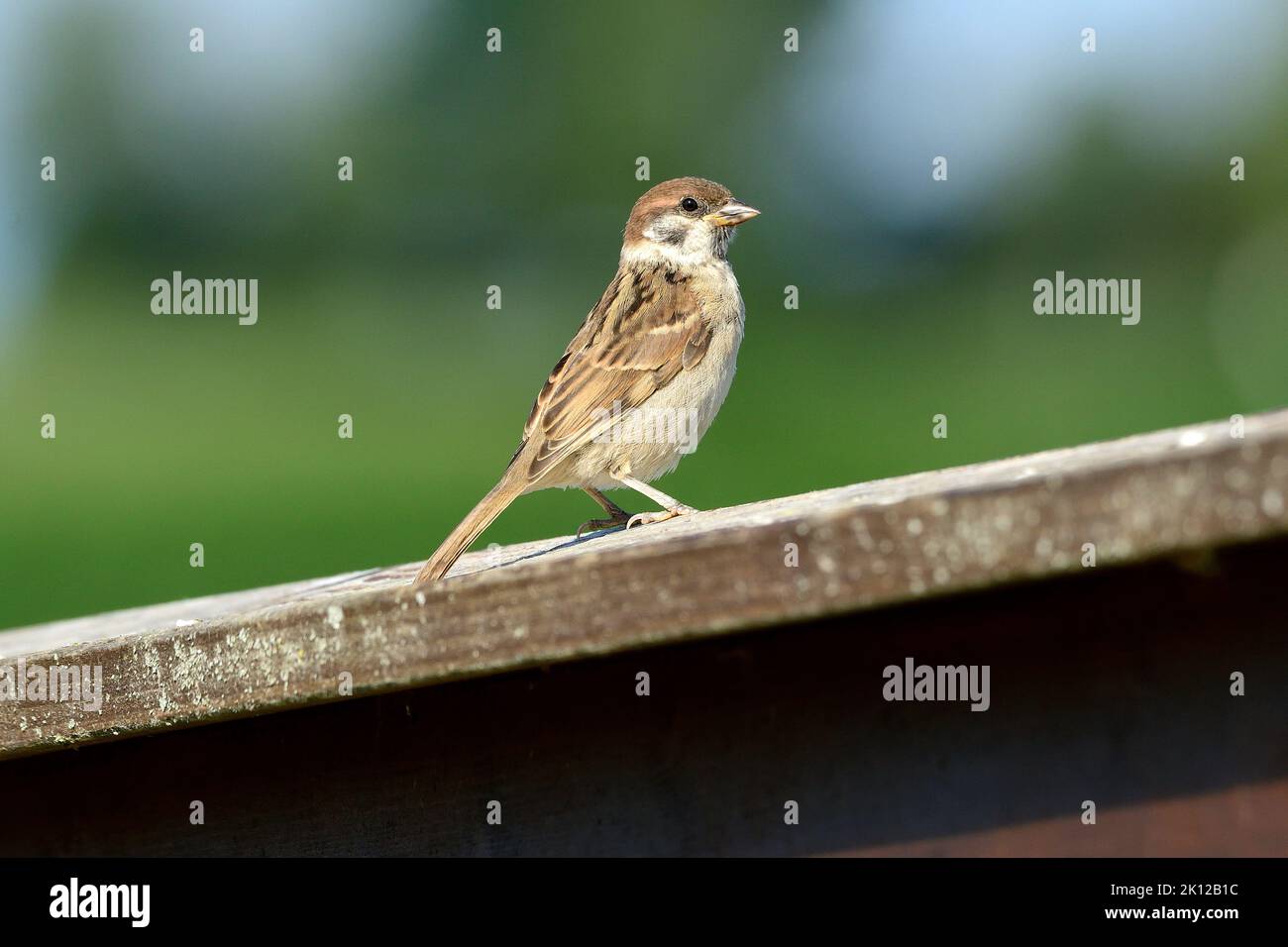 Eurasian Tree Sparrow, Passer montanus, Passeridae, juvenile, bird, animal, Klettgau, Canton Schaffhausen, Switzerland Stock Photo