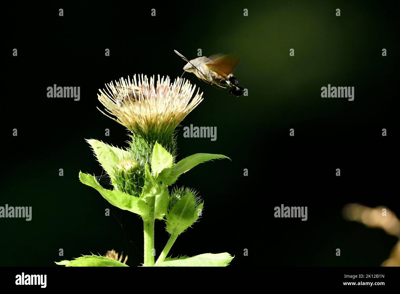 Hummingbird Hawk-moth, Macroglossum stellatarum, Sphingidae, hovering, nectar sucking, moth, insect, animal, on Cabbage thistle, Cirsium oleraceum, As Stock Photo
