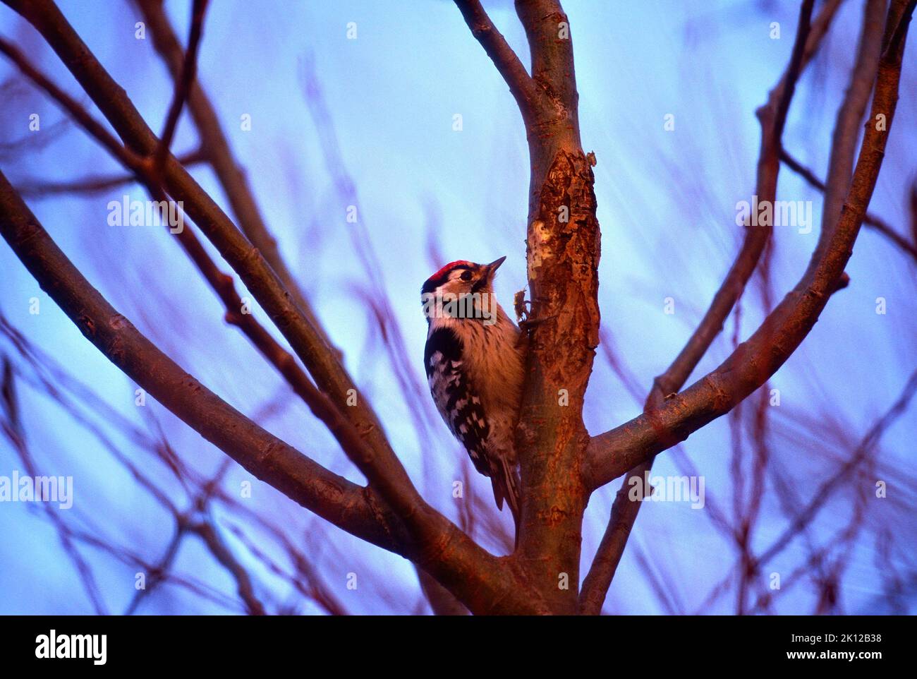 Lesser Spotted Woodpecker, Dendroscopus minor, Picidae, male, bird, animal, near Fussach, Vorarlberg, Austria Stock Photo