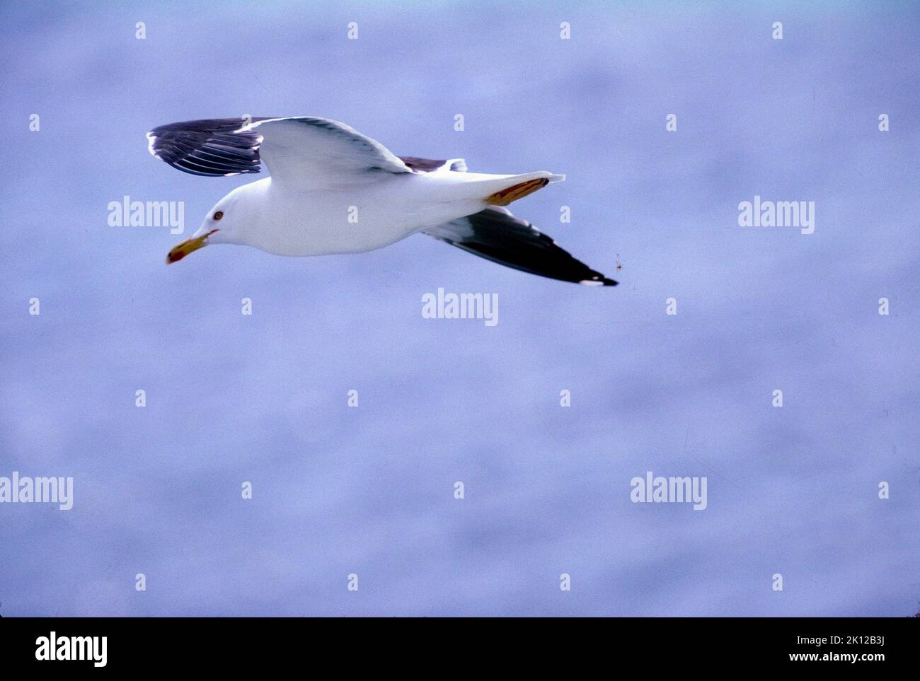 Lesser Black-backed Gull, adult, in flight, bird, animal, Oslofjord, Norway Stock Photo