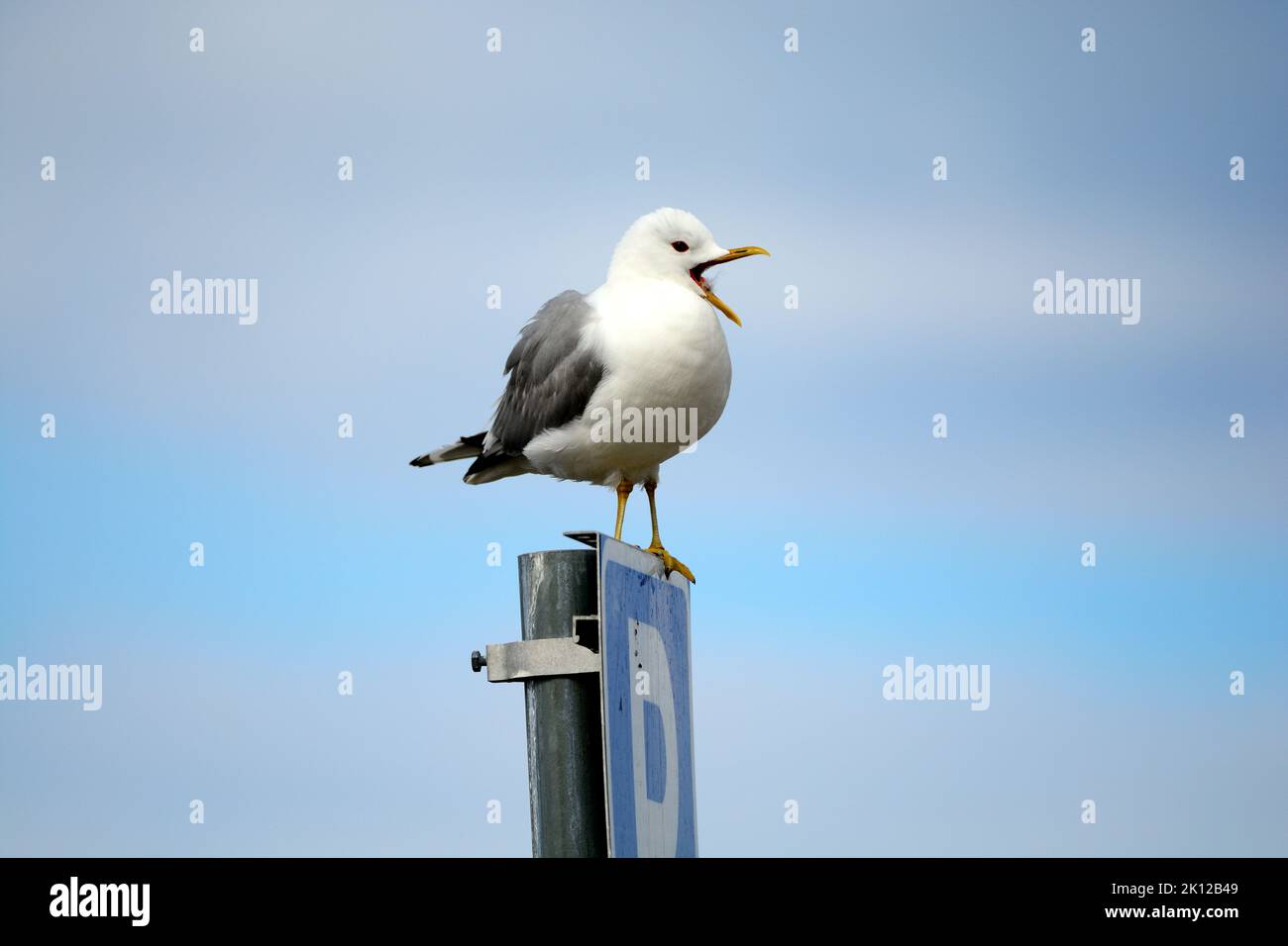Mew Gull, Larus canus, adult, open bill, bird, animal, Marstrand, Västra Götalands Län, Sweden Stock Photo