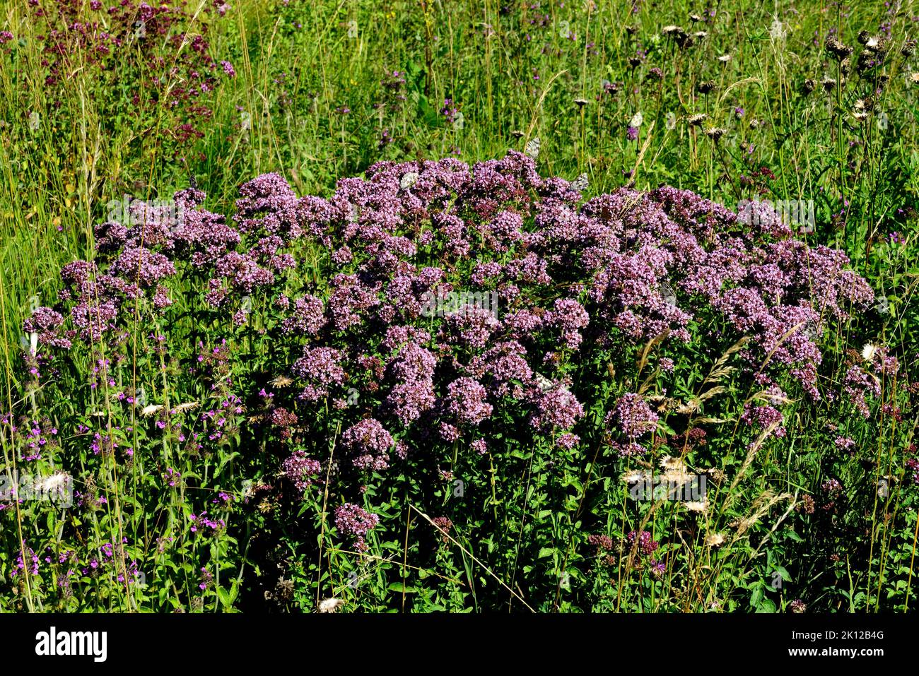 Oregano, Origanum vulgare, Lamiaceae, flowering, flower, plant, Klettgau, Canton Schaffhausen, Switzerland Stock Photo