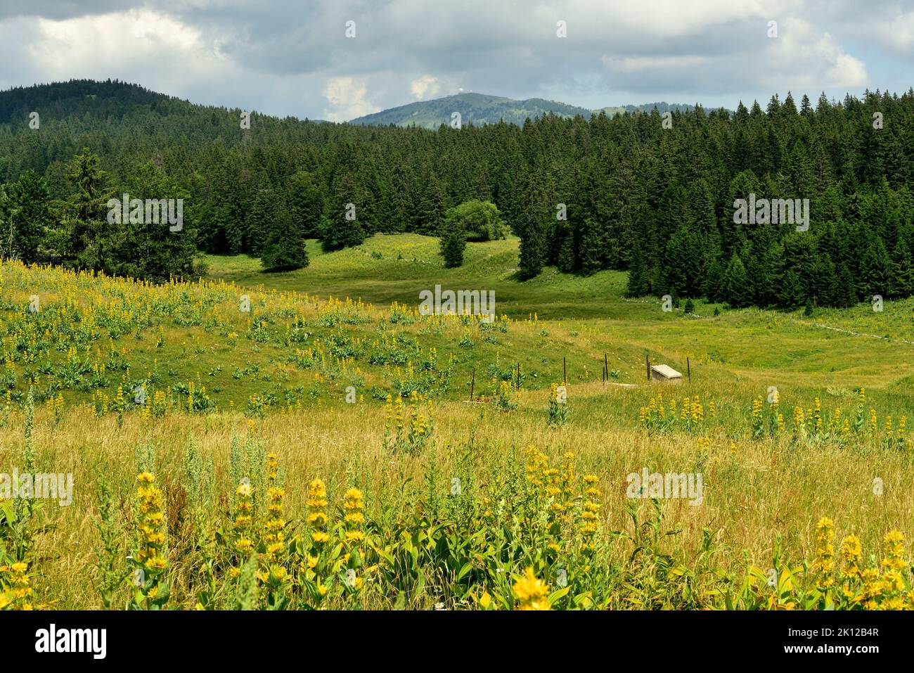 Jura landscape, pastures, forest, mountain, La Dole, Canton Vaud, Switzerland, Great yellow Gentian, Gentiana lutea, Gentianaceae, flowering, flower, Stock Photo