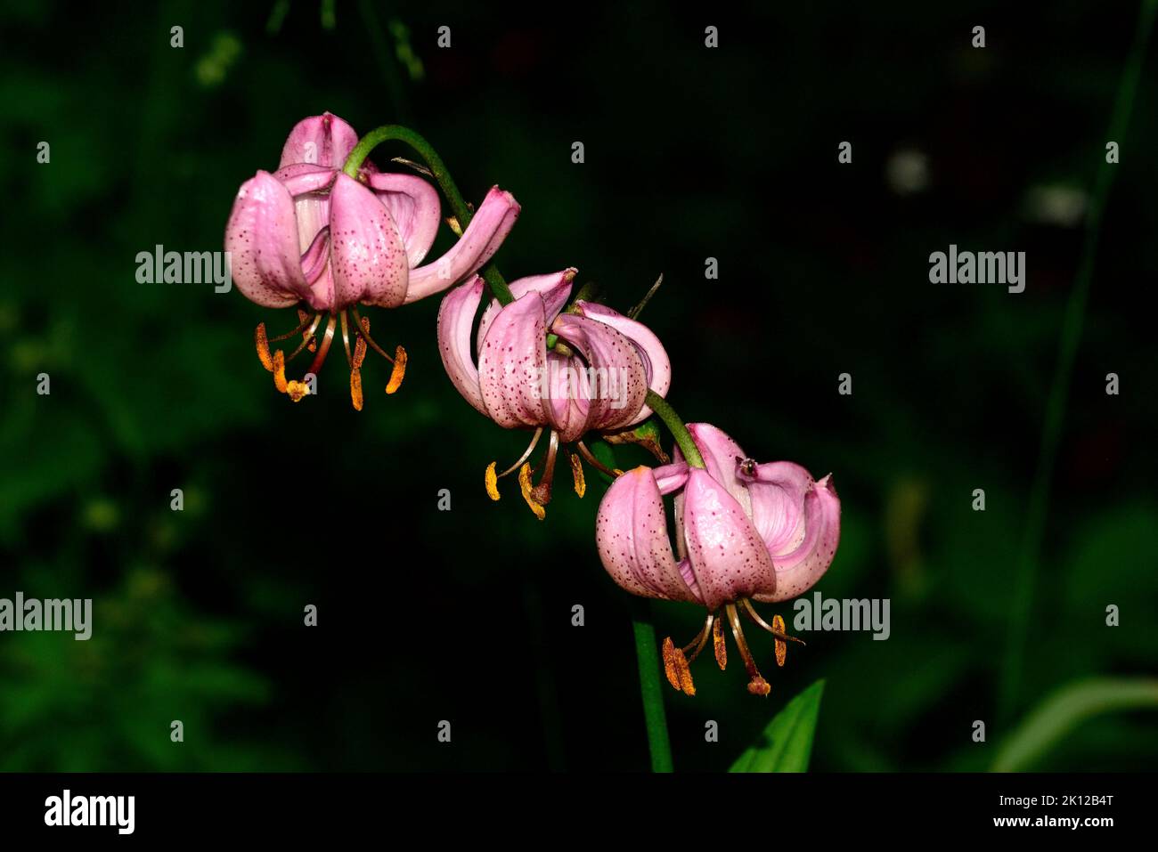 Martagon Lily, Lilium martagon, Liliaceae, blossoms, flower, plant, Forèt du Massacre, near Lajoux, Jura department, Bourgogne-Franche-Comté region, J Stock Photo