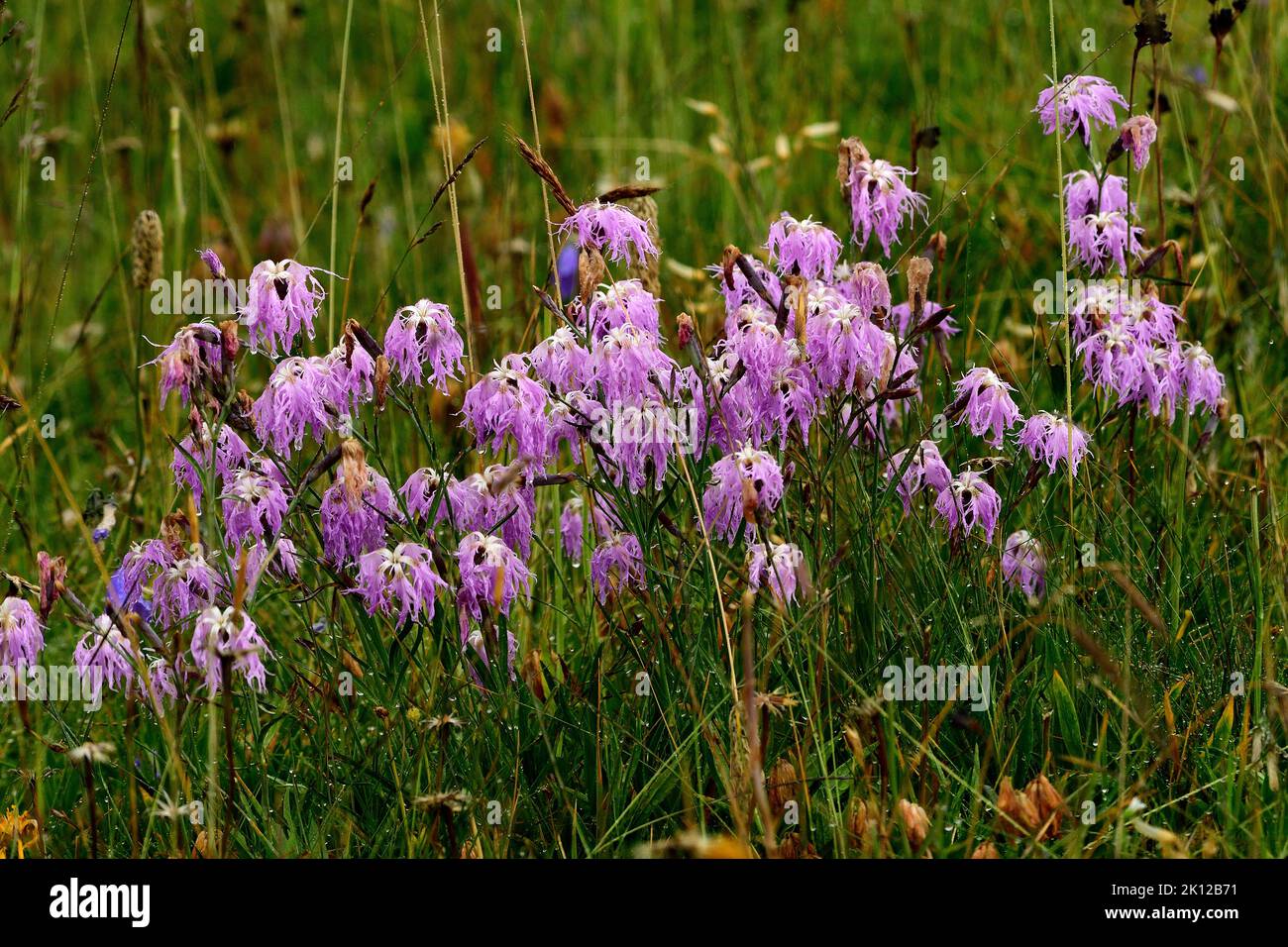 Fringed Pink, Dianthus superbus, Caryophyllaceae, blooming, flower, plant, near Wergenstein, Alps, Canton Graubünden, Switzerland Stock Photo
