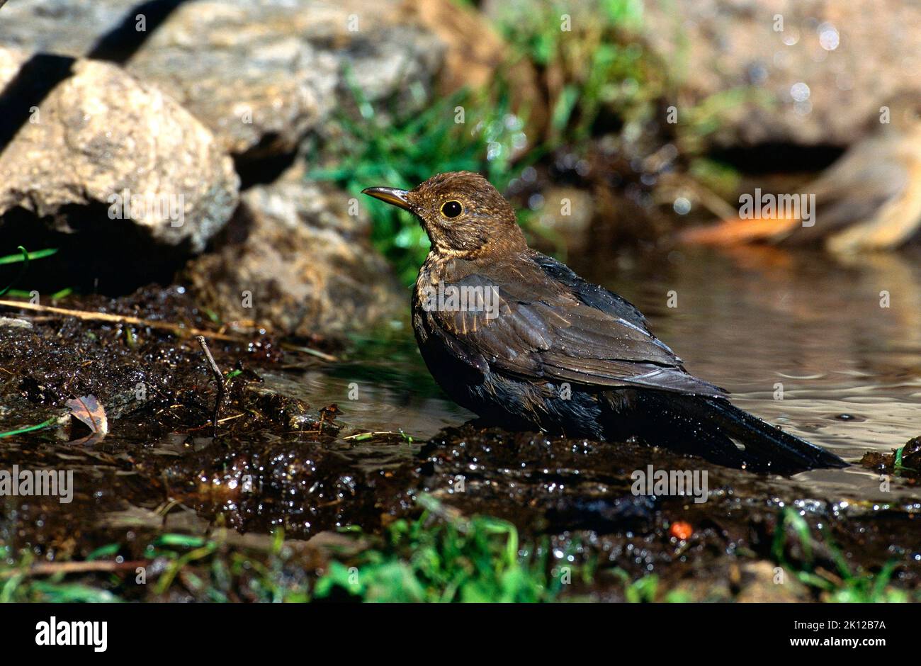Common Blackbird, Turdus merula, Turdidae, male, juvenile, bathing, bird, animal, Campello, Canton Ticino, Switzerland Stock Photo