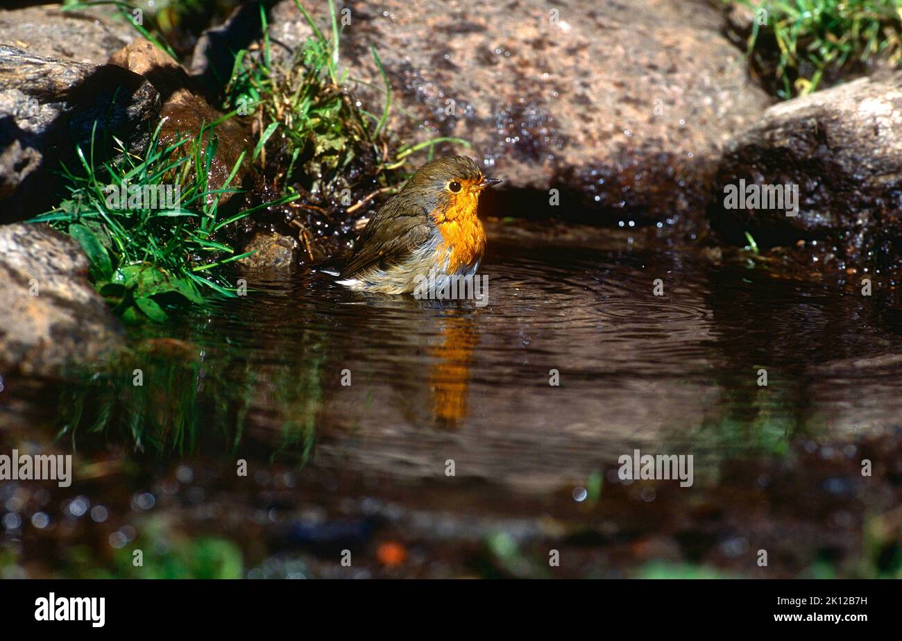 European Robin, Erithacus rubecula, Muscicapide, bathing, bird, animal,  Campello, Canton Ticino, Switzerland Stock Photo