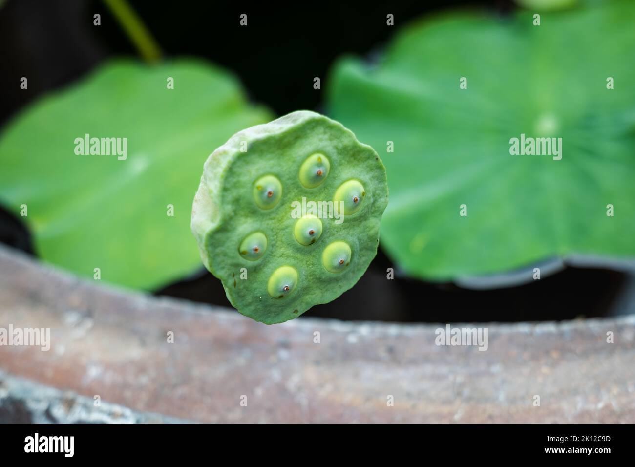 Lotus Pod - close-up of pod of lotus flower with seeds inside. Stock Photo