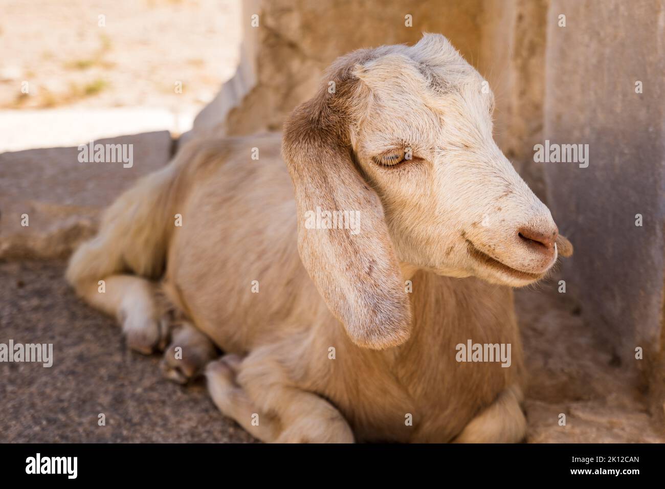 Goat looking to the camera sitting. Cute goat face portrait in summer dry climate, vertical photo Stock Photo