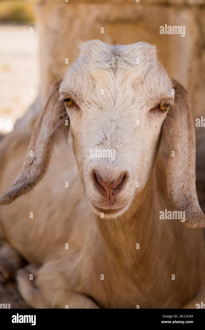 Goat looking to the camera sitting. Cute goat face portrait in summer dry climate, vertical photo Stock Photo