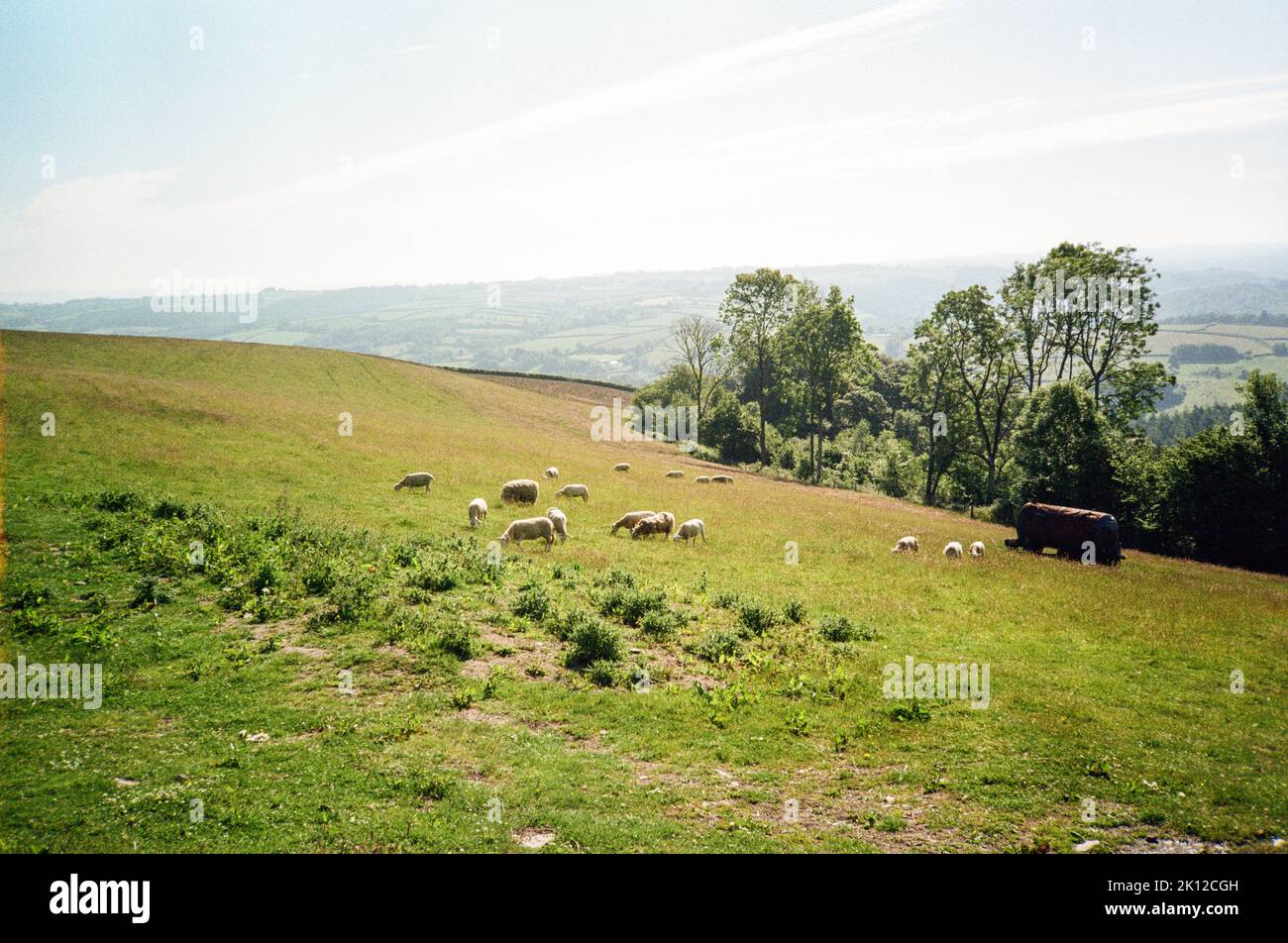 High Bickington, North Devon, England , United Kingdom Stock Photo Alamy