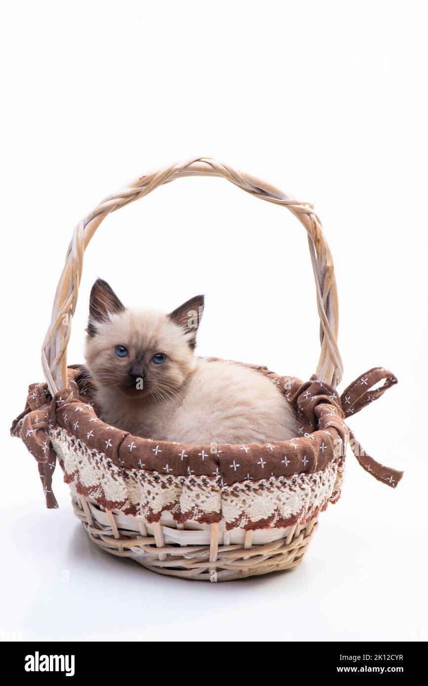 Cute cutie small Siamese kitten with blue eyes sits in a wicker basket. The concept of comfort. Photo for advertising a pet store or a veterinary clin Stock Photo