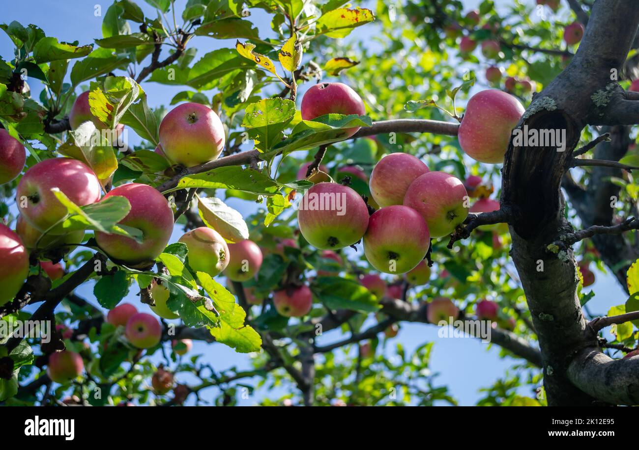 Apple tree with ripe red fruits. Ripe apple fruits in the crown of the