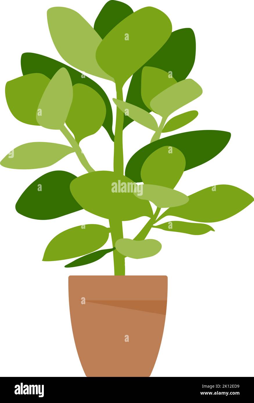 Home plant. Potted plant isolated on white. Flat. Vector illustration ...