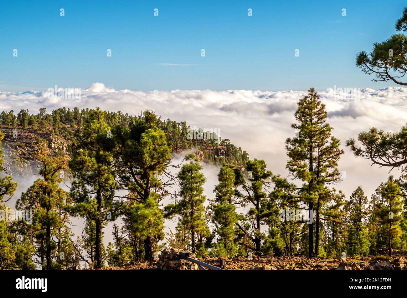 Canary pines on the Teide mountainside in Tenerife with a view of the cloud cover Stock Photo