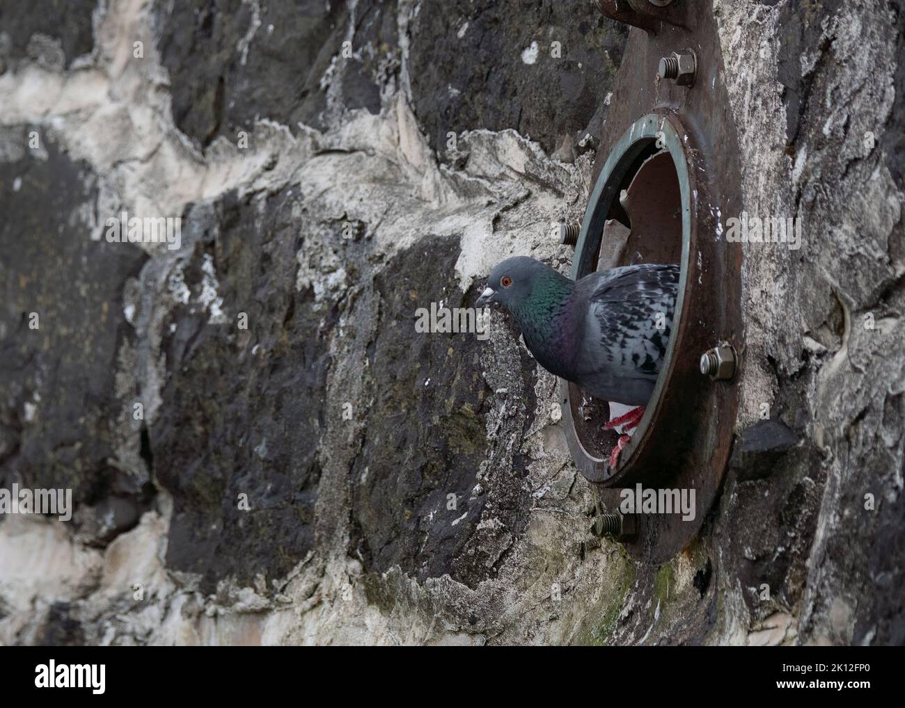Dove rock (Columba livia), Oban harbour, sitting in dran hole in harbour wall, Scotland Stock Photo