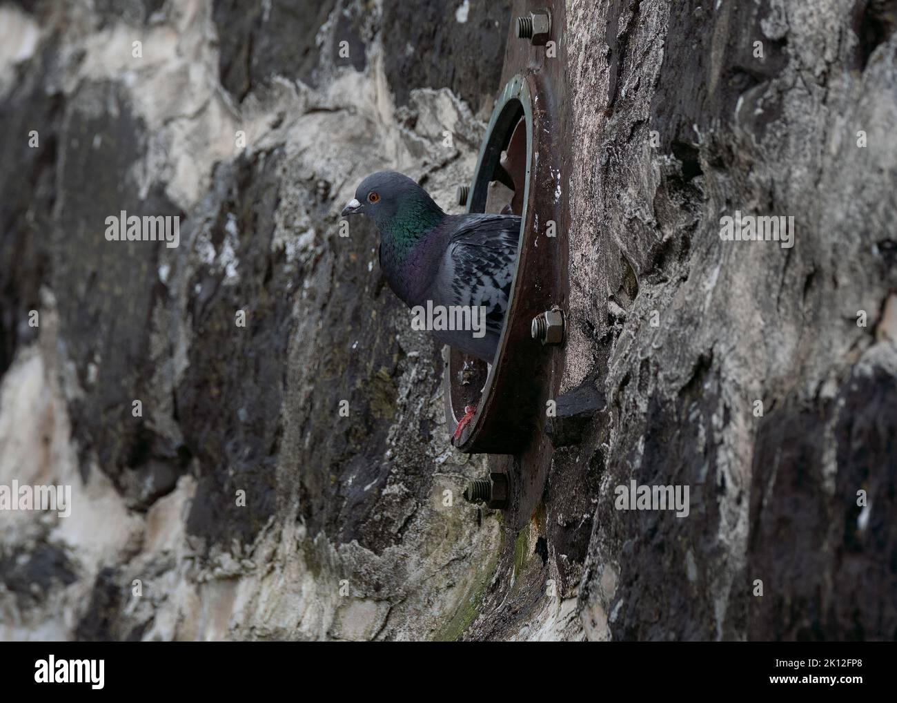 Dove rock (Columba livia), Oban harbour, sitting in dran hole in harbour wall, Scotland Stock Photo