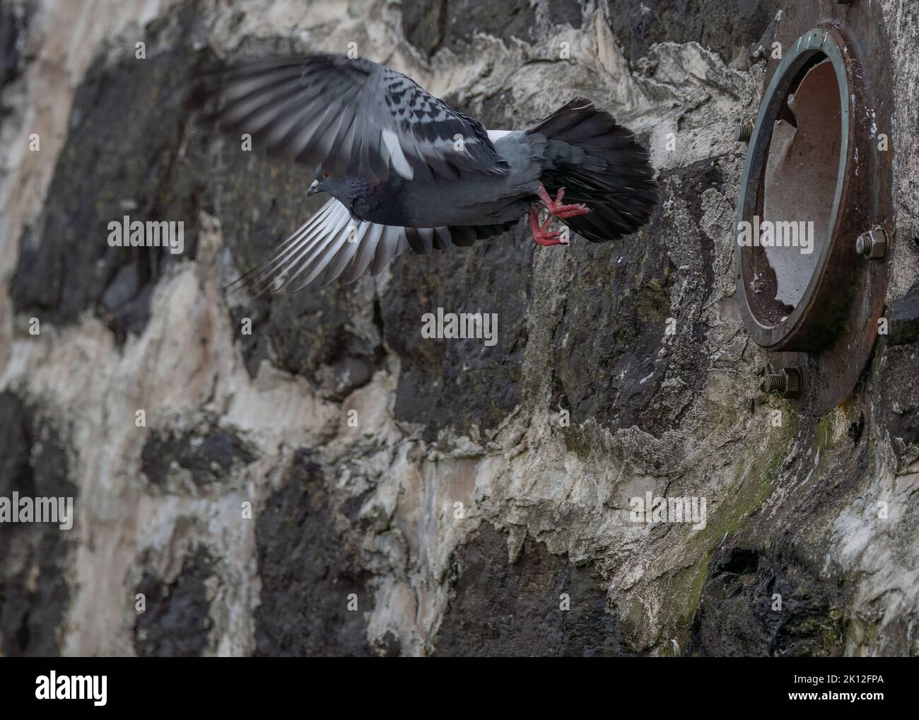 Dove rock (Columba livia), leaving nest site in harbour wall, Oban harbour, Scotland Stock Photo