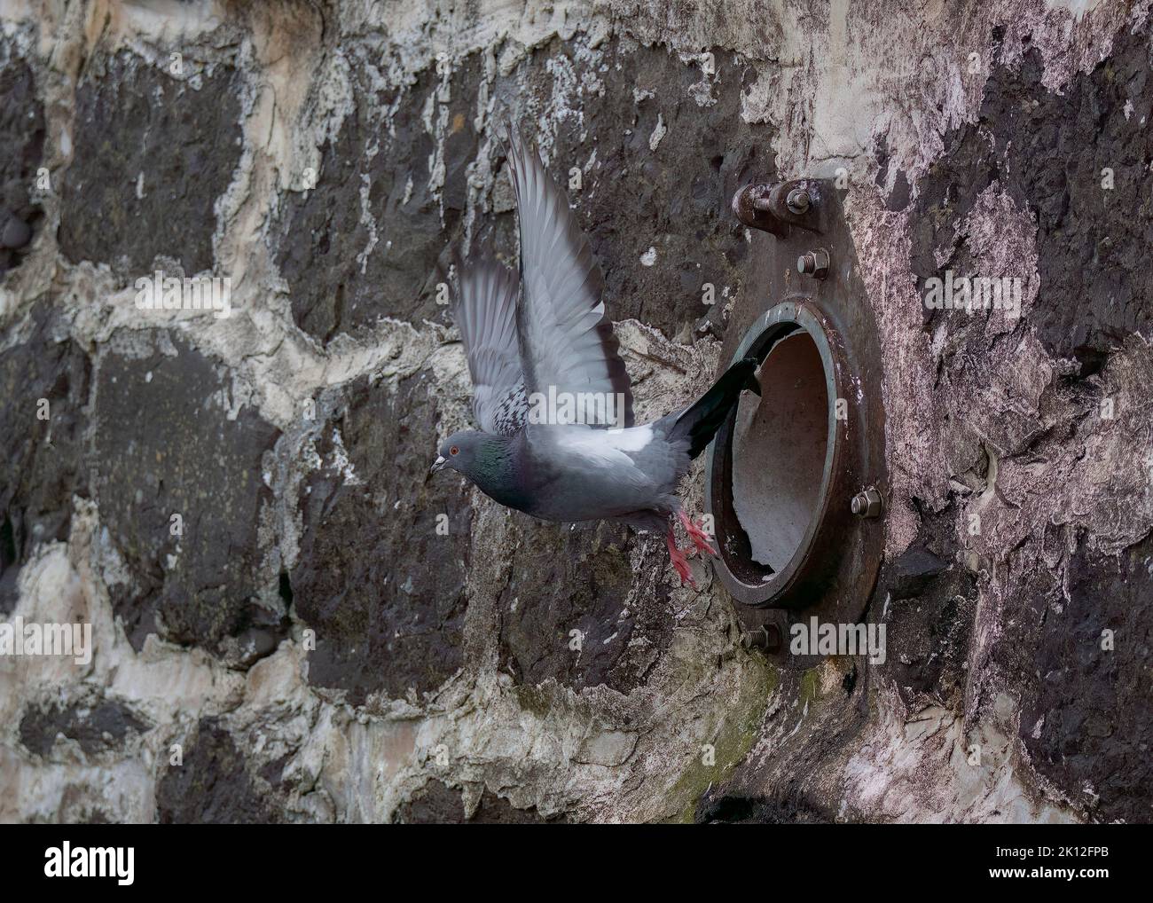 Dove rock (Columba livia), leaving nest site in harbour wall, Oban harbour, Scotland Stock Photo
