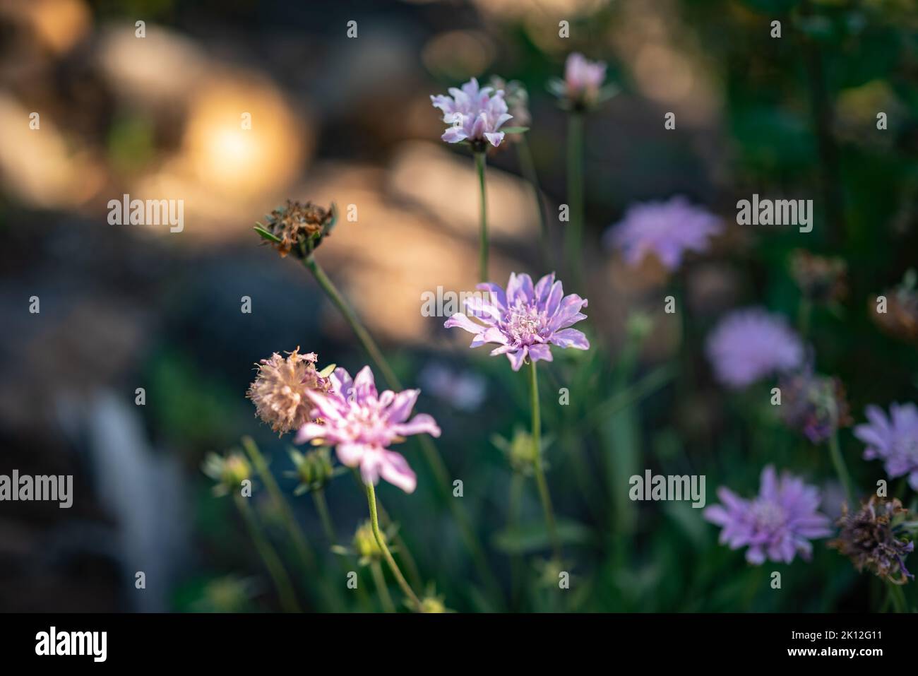 Lavender flowers of Scabiosa columbaria on green grass background, golden light Stock Photo