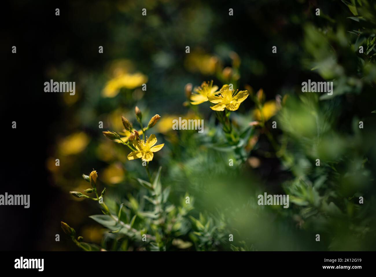Yellow flowers on green leaves background. Toadflax-leaf St. John's wort Stock Photo