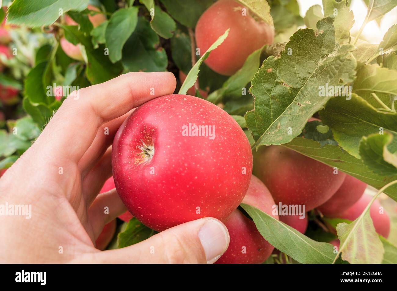 Fresh red apple is picked from an apple tree Stock Photo