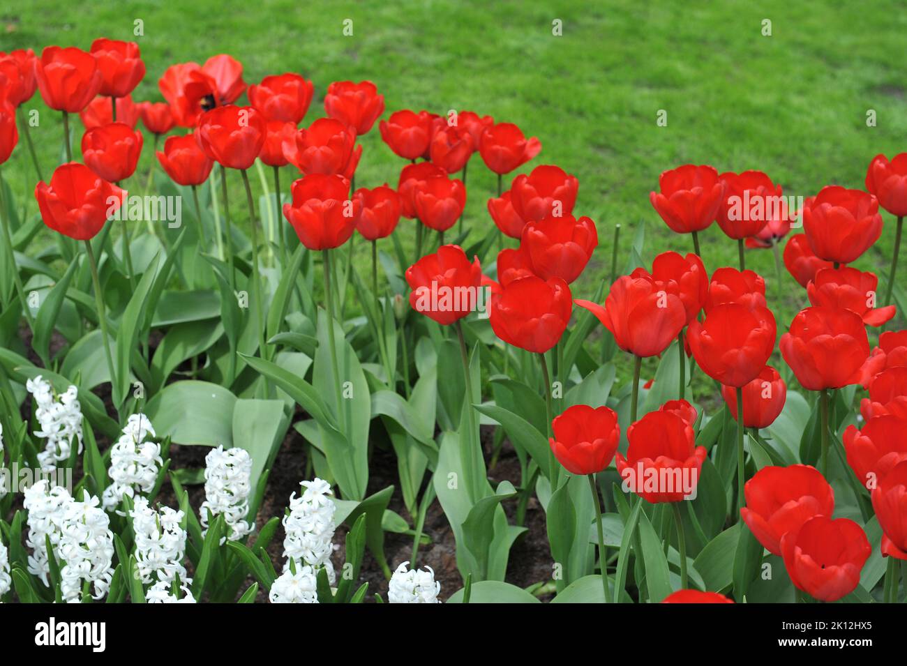 Darwin Hybrid tulips (Tulipa) Red Impression bloom in a garden in April