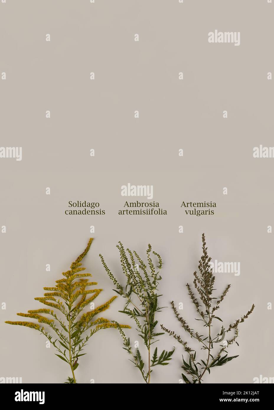 Comparison of ragweed, goldenrod and wormwood flowers. Blooming Ambrosia artemisiifolia is a dangerous allergenic plants, weed bushes pollen causes al Stock Photo