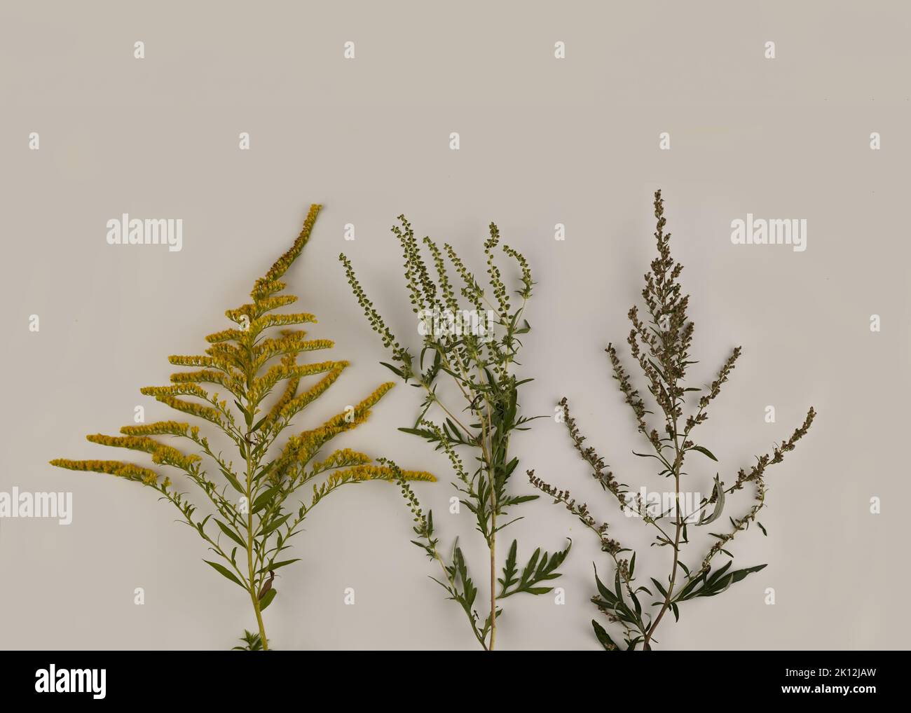 Comparison of ragweed, goldenrod and wormwood flowers. Blooming Ambrosia artemisiifolia is a dangerous allergenic plants, weed bushes pollen causes al Stock Photo