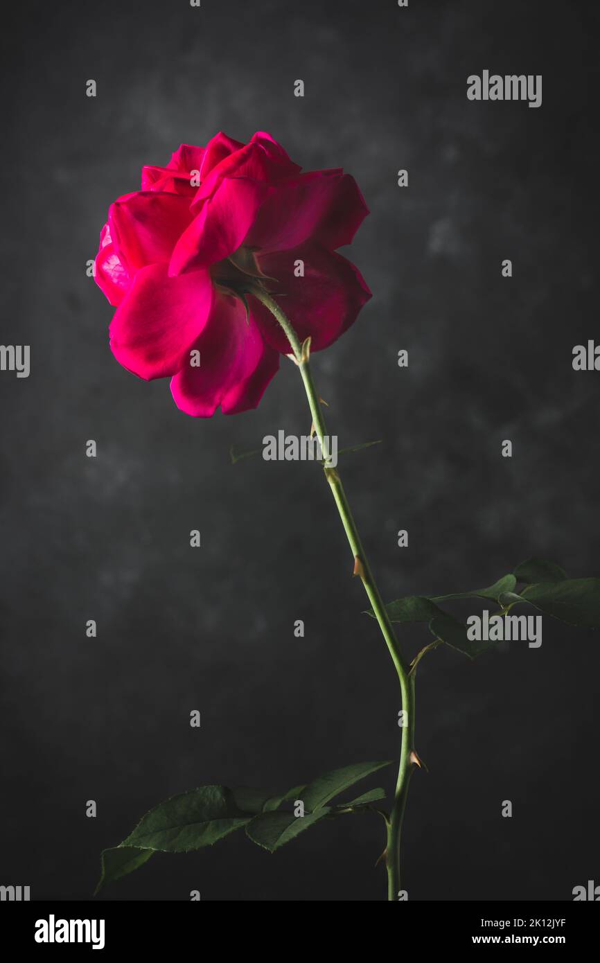 single red rose with foliage, isolated on dark moody textured background, soft-focus Stock Photo